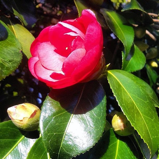 Spring Photograph - A #japanese #camellia Coming Into by Victor Wong