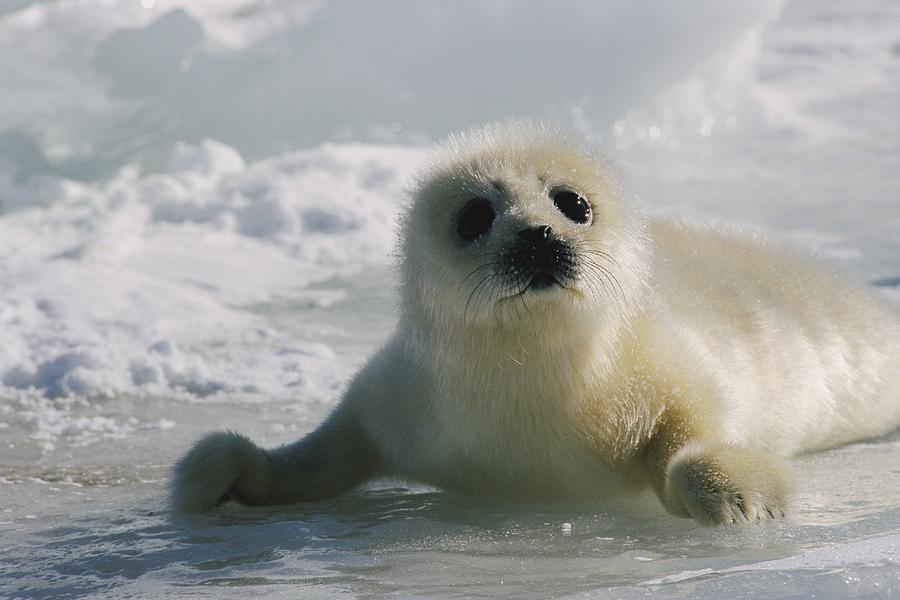 A Juvenile Harp Seal Pagophilus Photograph by Tom Murphy