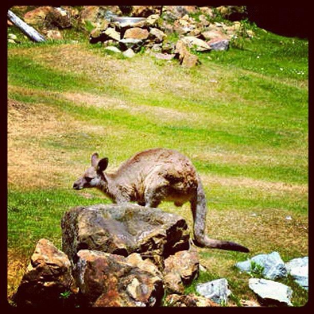 Kangaroo Photograph - A Kangaroo In A Zoo by Katie Phillips