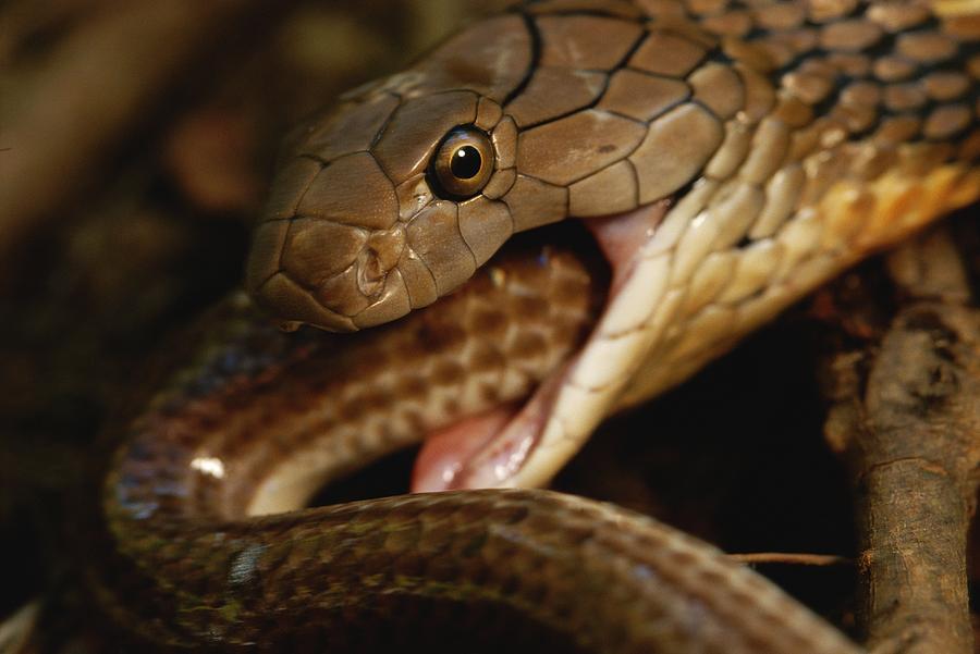 A King Cobra Swallows A Smaller Member Photograph By Mattias Klum