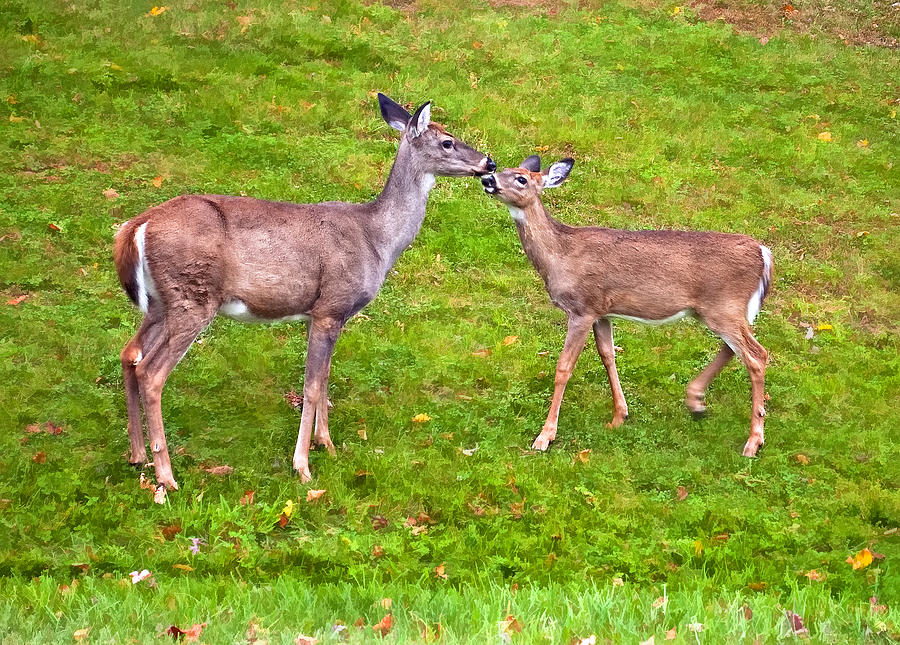 West Virginia Photograph - A Kiss For Mom by Steve Harrington West Virginia Photograph - A Kiss For Mom by Steve Harrington