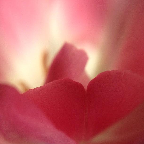 Nature Photograph - A Kiss Within A Flowers Mystery by Tony Macasaet