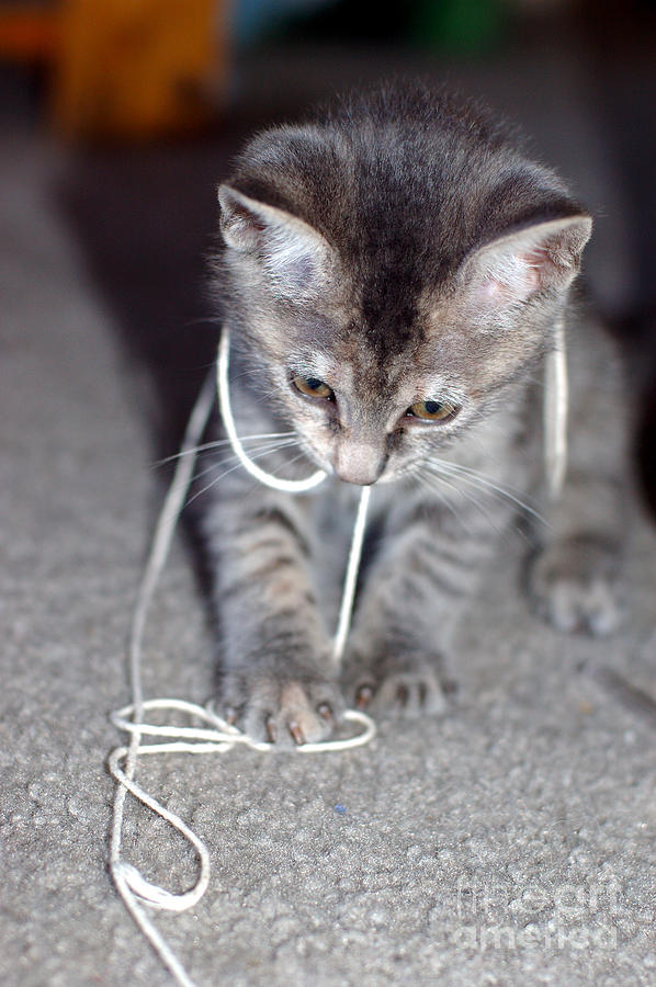 Kitten plays with string Photograph by Micah May