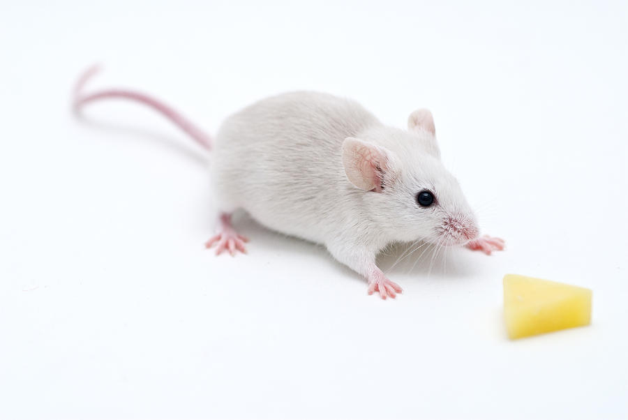 A Lab Mouse Reaches Out For Cheese Photograph by Brooke Whatnall