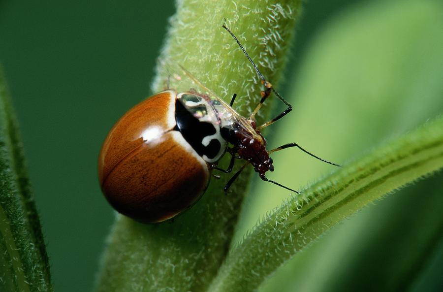 a-ladybug-eats-an-aphid-photograph-by-george-grall