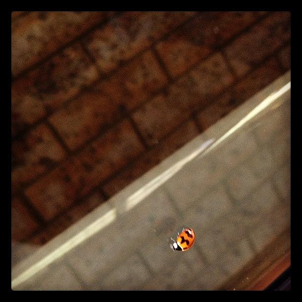 Ladybug Photograph - A Ladybug Was On My Vw Bug!! #ladybug by Heidi Beaumont