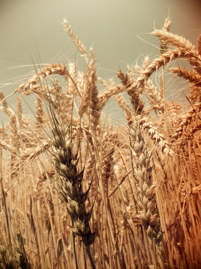 A Land of Wheat and Barley Photograph by Jessica Brawley
