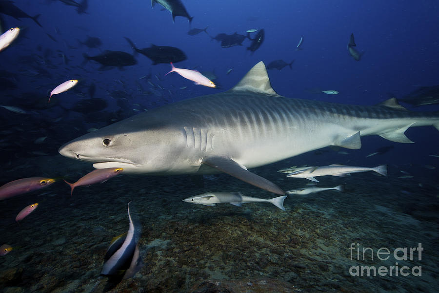 A Large 10 Foot Tiger Shark Swims Photograph by Terry Moore