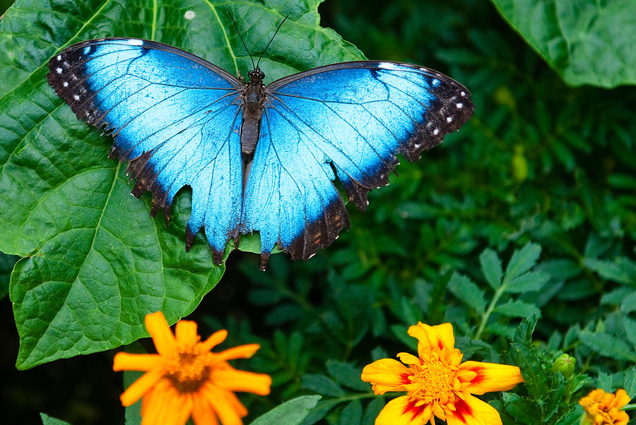 A Large Blue Butterfly Photograph by Dennis Dame