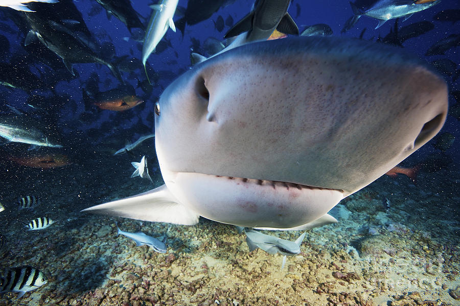 A Large Bull Shark Bumps Photograph by Terry Moore