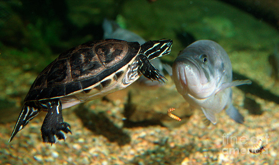 Fish Photograph - A large mouthed bass and a chicken turtle in aquarium in Cape Co by Matt Suess