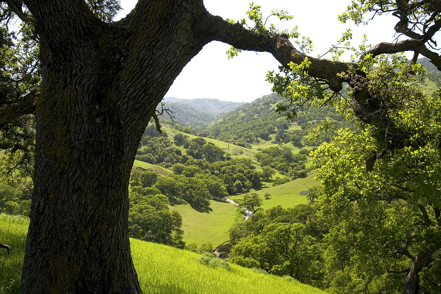 A Large Oak Tree Stands Above Hillsides Photograph by Phil Schermeister