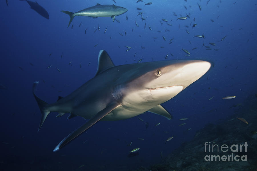 A Large Silvertip Shark, Fiji Photograph by Terry Moore