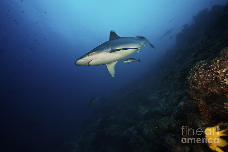 A Large Silvertip Shark On A Deep Reef Photograph by Terry Moore