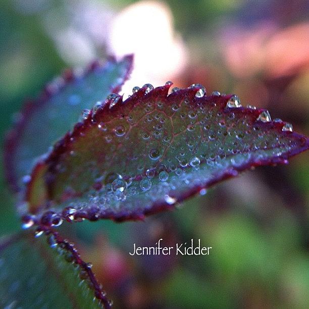 Nature Seekers Photograph - A Leaf On My Rose Bush That Hasnt Had by Jennifer K