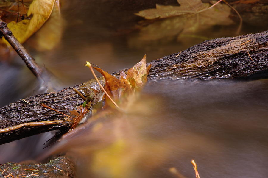 A Leaf Washed Upon A Log Photograph