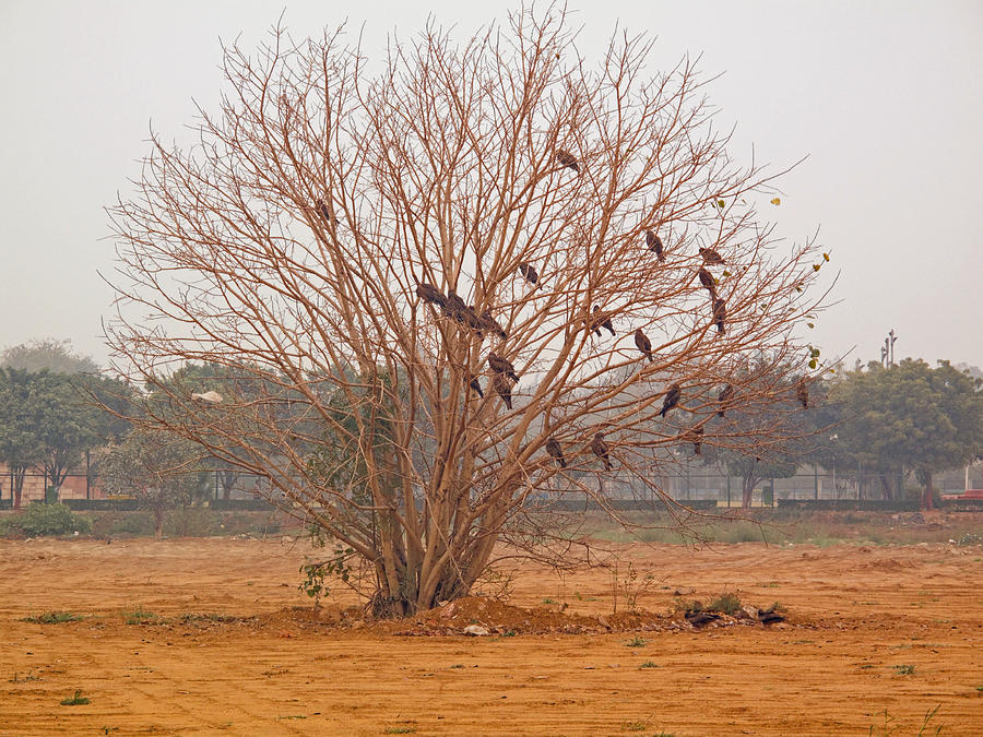 A leafless tree that is home to a large number of big birds in the middle of a ground Photograph by Ashish Agarwal
