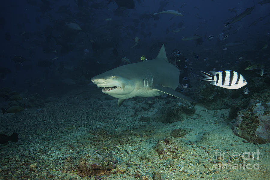 A Lemon Shark Gulps Down A Large Tuna Photograph by Terry Moore