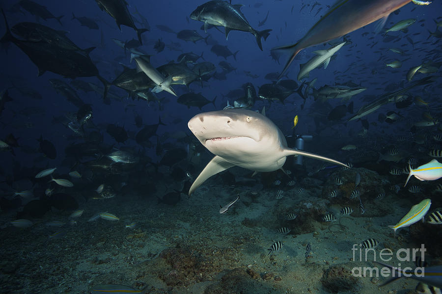 A Lemon Shark Swims Through A Large Photograph by Terry Moore