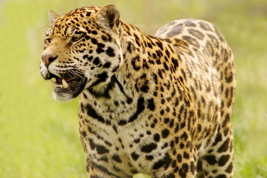 A Leopard Photograph by Con Tanasiuk | Fine Art America