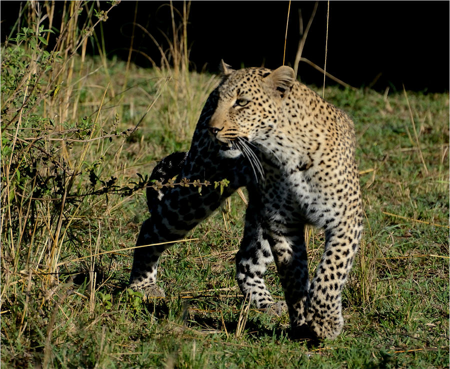 A Leopard Stalking Photograph by Tom Wurl