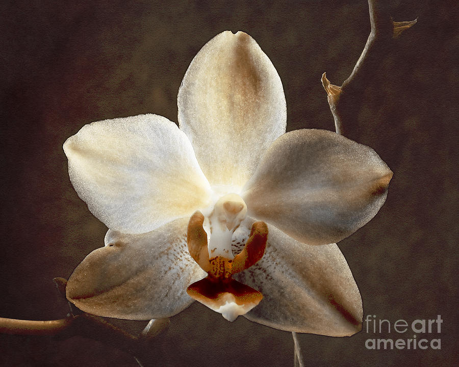 Orchid Photograph - A Light From Within by Arne Hansen