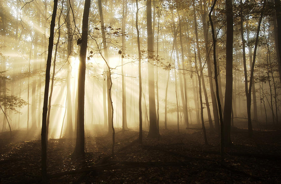 A Light in the Forest Photograph by Wade Aiken