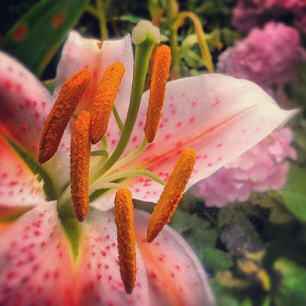 Flower Photograph - A #lily From My Moms #garden by Linandara Linandara