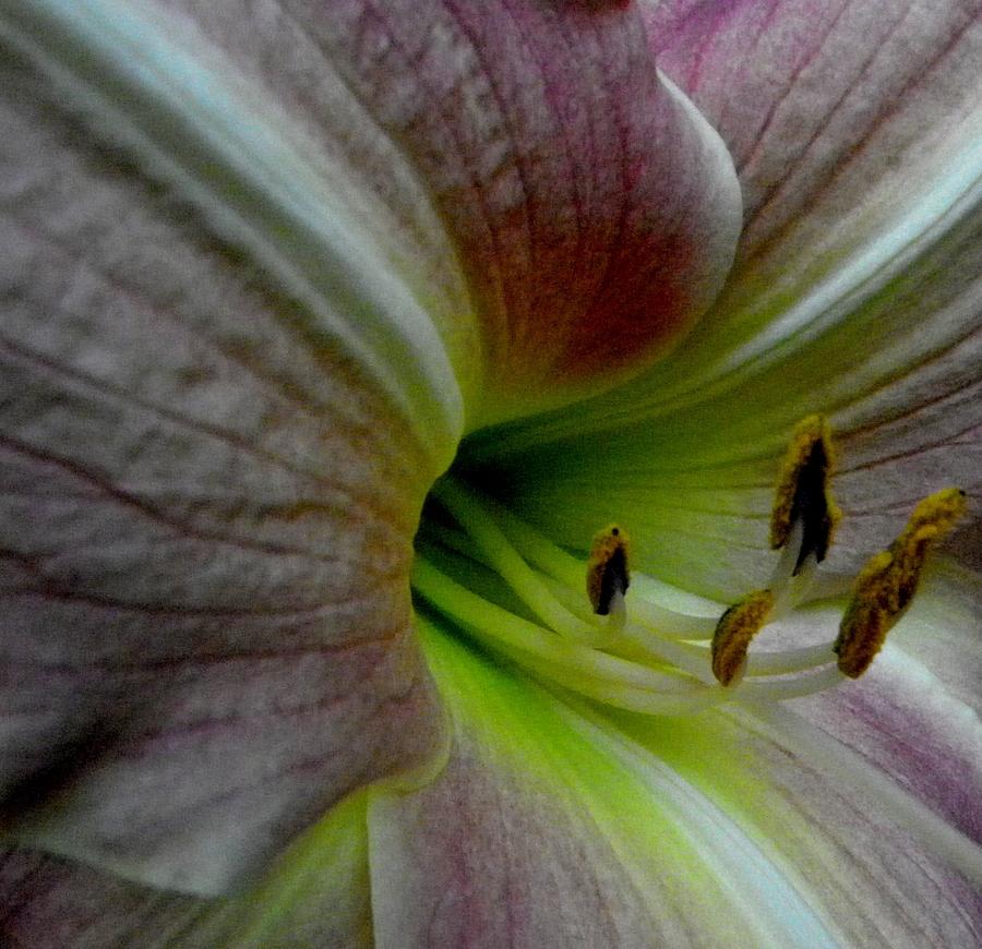 A Lily Up Close And Personal Photograph by Kim Galluzzo