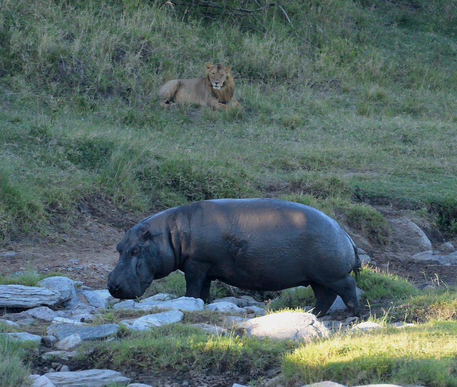 A Lion Stalking a Hippo Photograph by Tom Wurl