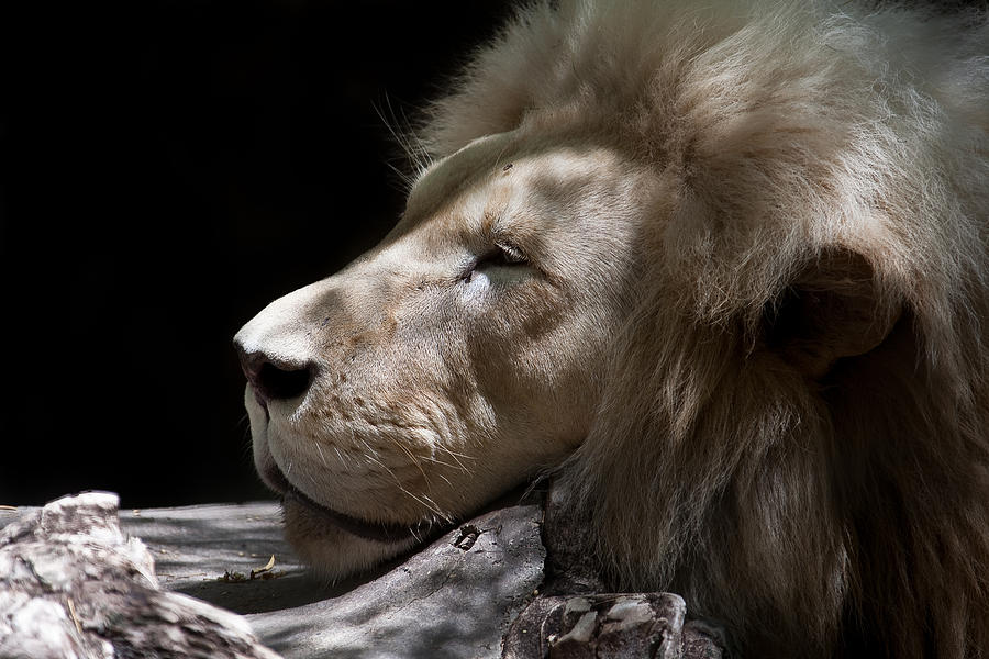 A Lions Portrait Photograph by Ralf Kaiser