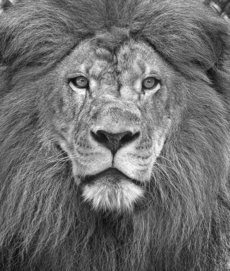 A Lions Stare Photograph by Bill Martin