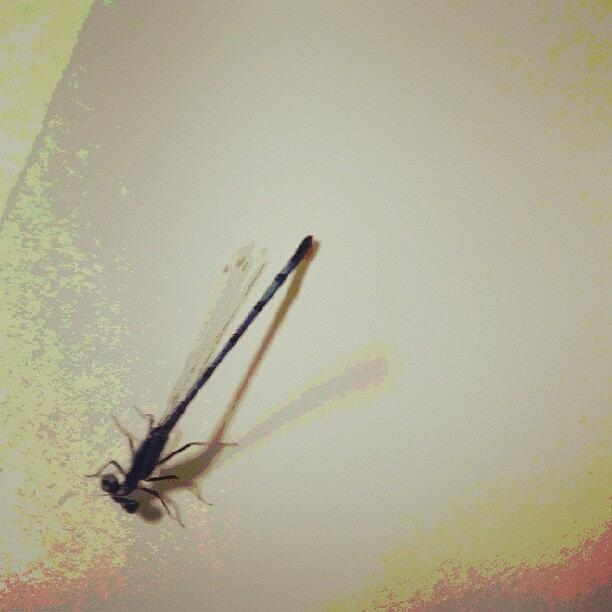 A Little Baby Dragonfly Photograph by DT Haase