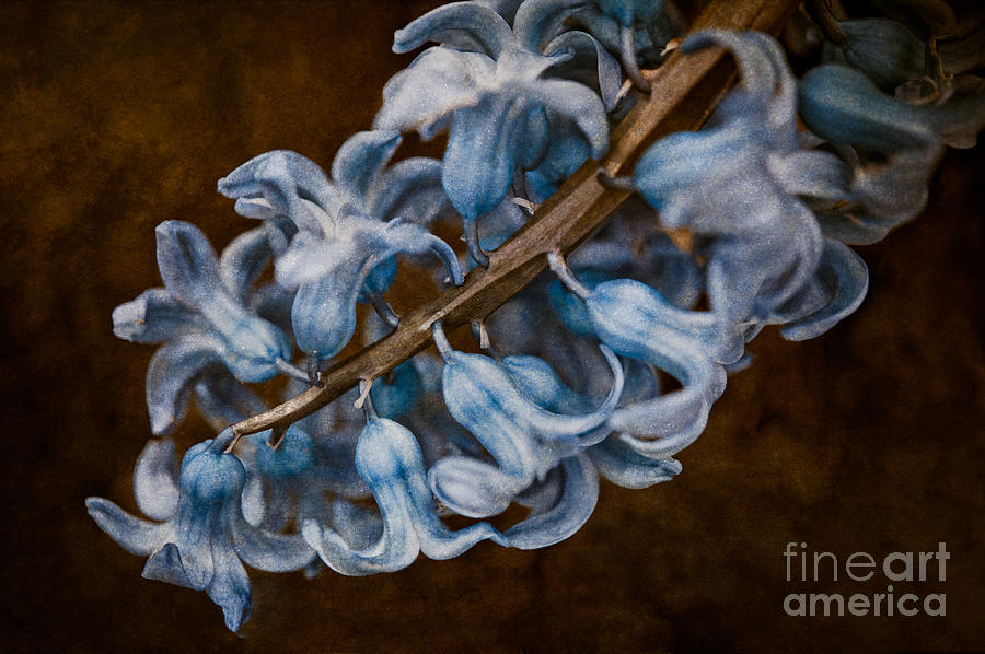 A Little Blue Photograph by Venetta Archer