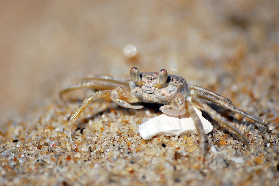 A Little Crabby Photograph by Lori Tambakis
