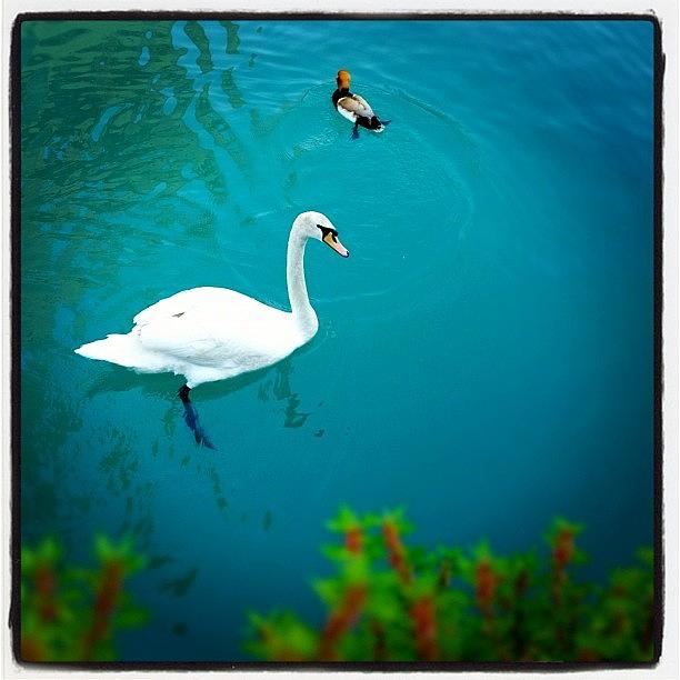 Duck Photograph - ☝😊a Little Duck 🐤 White Swan by Nancy Nancy