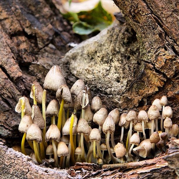 Nature Photograph - A Little Family Of #mushrooms In A by Aran Ackley