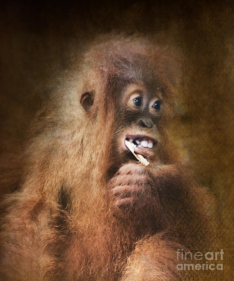 A Little Orangutan Photograph by Kym Clarke