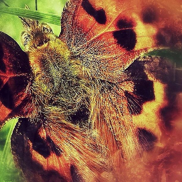 Butterfly Photograph - A Little Something From My Creative by Tanya Sperling