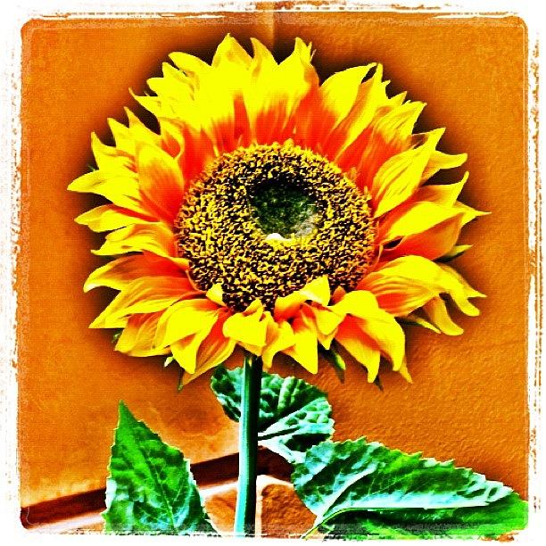 Sunflower Photograph - A Little Sun On A Dull Day. #ljubljana by Richard Randall