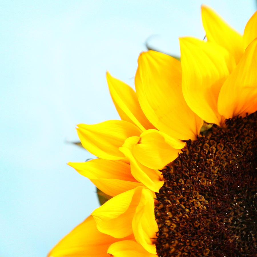 Sunflower Photograph - A Little Sunshine by Tera Girardin