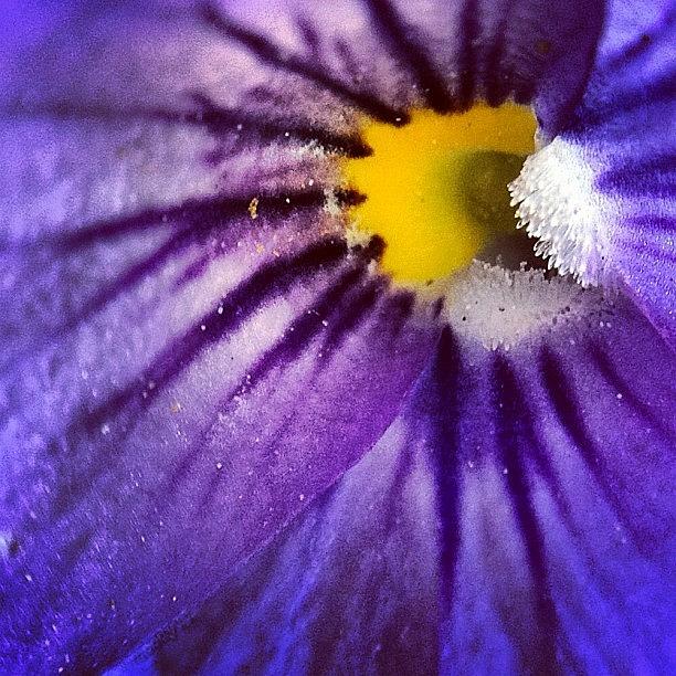 A Little Violet For The Photograph by Rebekah Moody