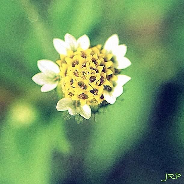 Nature Photograph - A Little Wildflower Blooming by Julianna Rivera-Perruccio