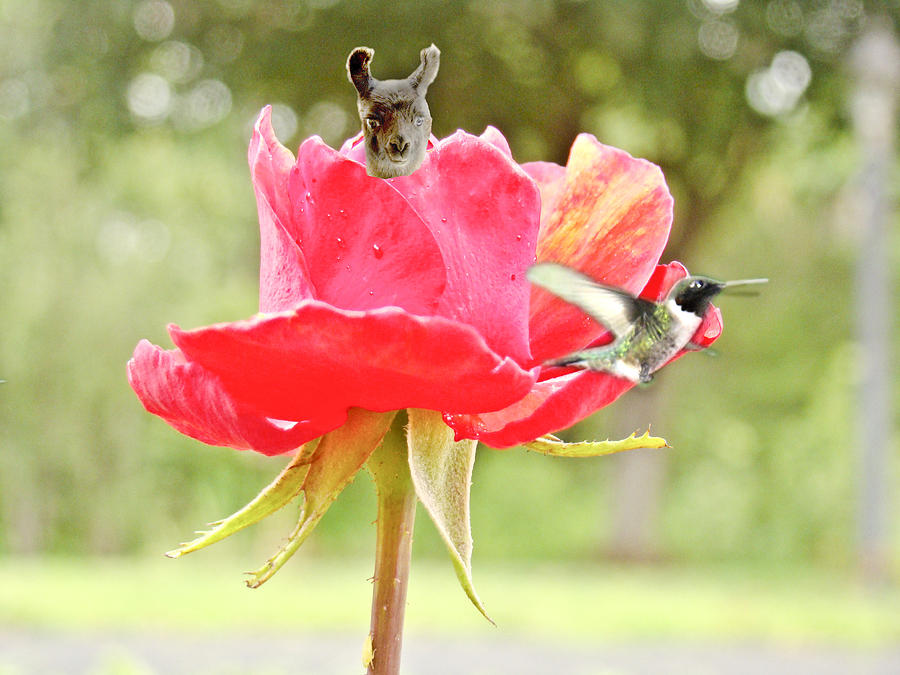 A Llama and Humming bird Photograph by Dennis Dugan - Pixels