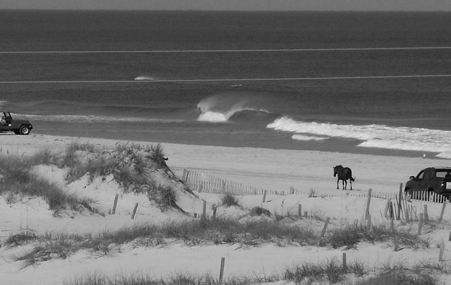 A Lone Stallion On The Beach Photograph by Kim Galluzzo
