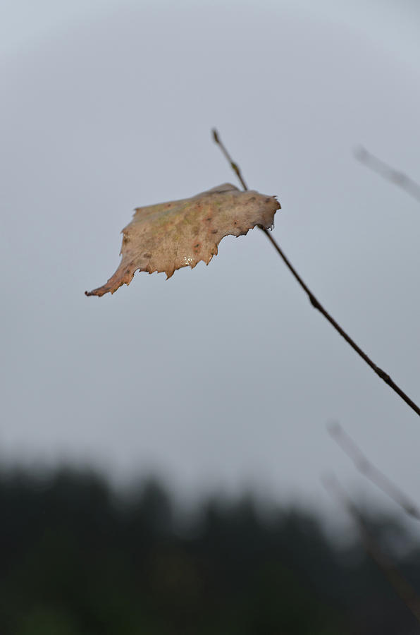 A lonely leaf Photograph by Michael Goyberg