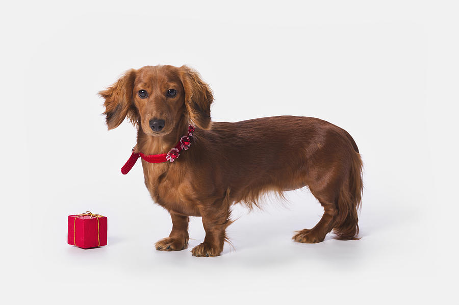 Christmas Photograph - A Longhair Red Dachshund With A Small by Corey Hochachka