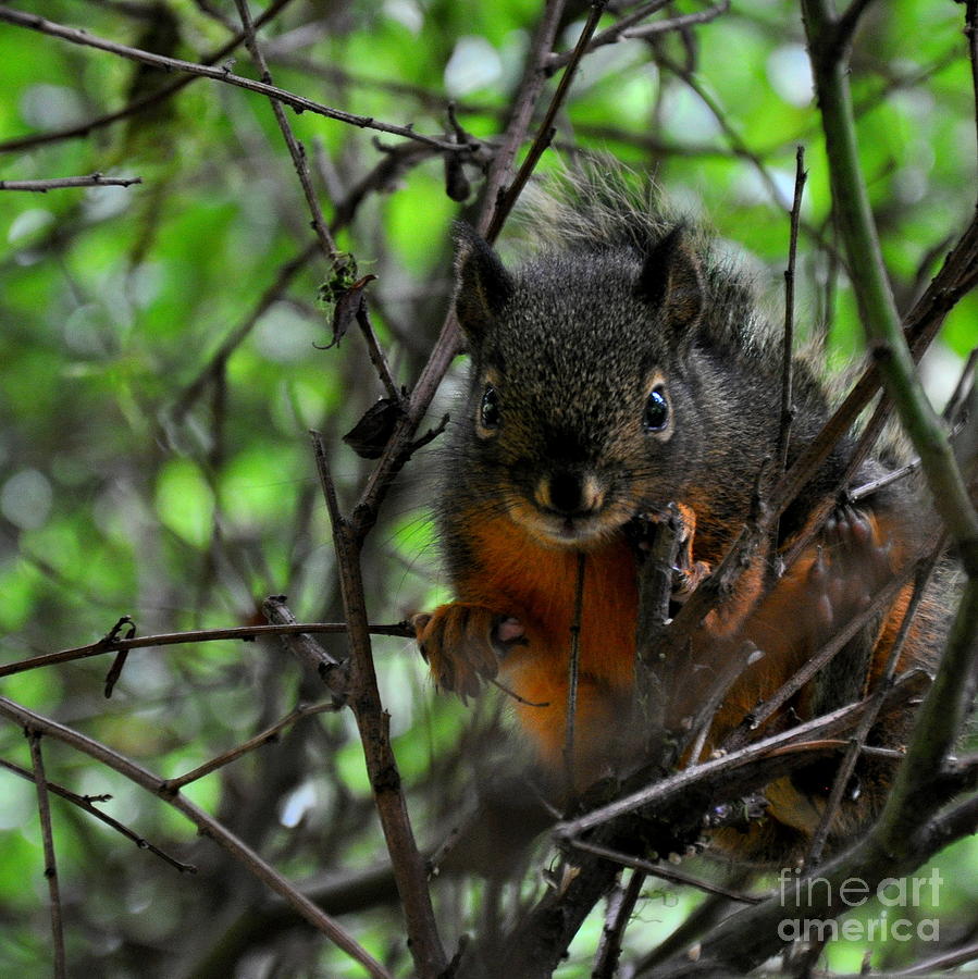 A Look Of A Squirrel Photograph by Tatyana Searcy