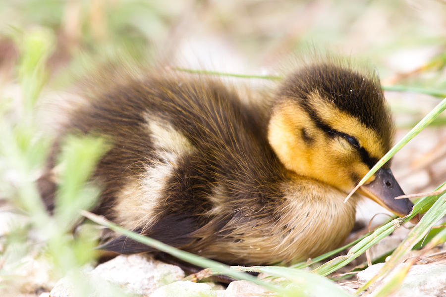 Duck Photograph - A lost baby duck  by Ellie Teramoto