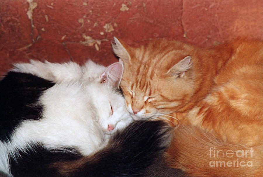 Cat Photograph - A Loving Couple- Pandute and Liutukas by Ausra Huntington nee Paulauskaite